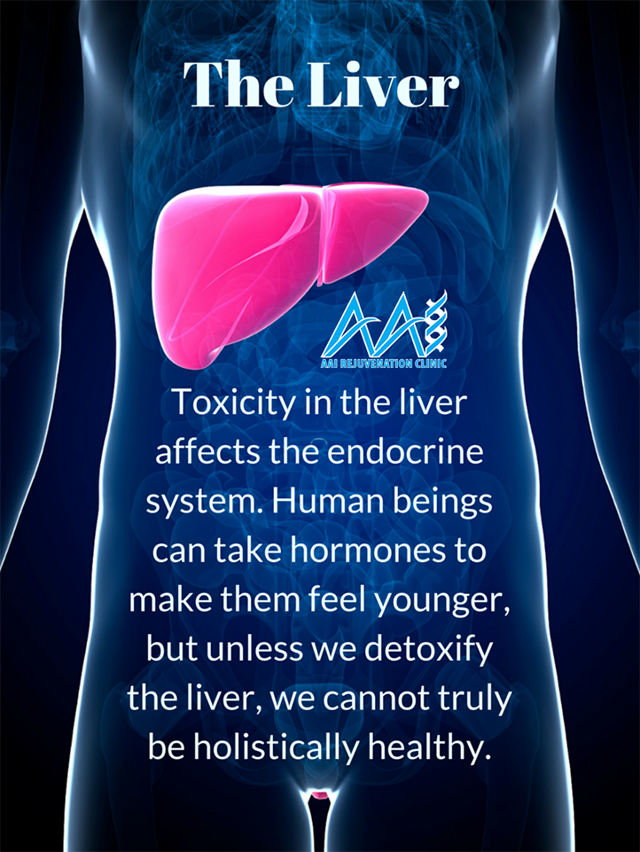 The liver and toxicity 