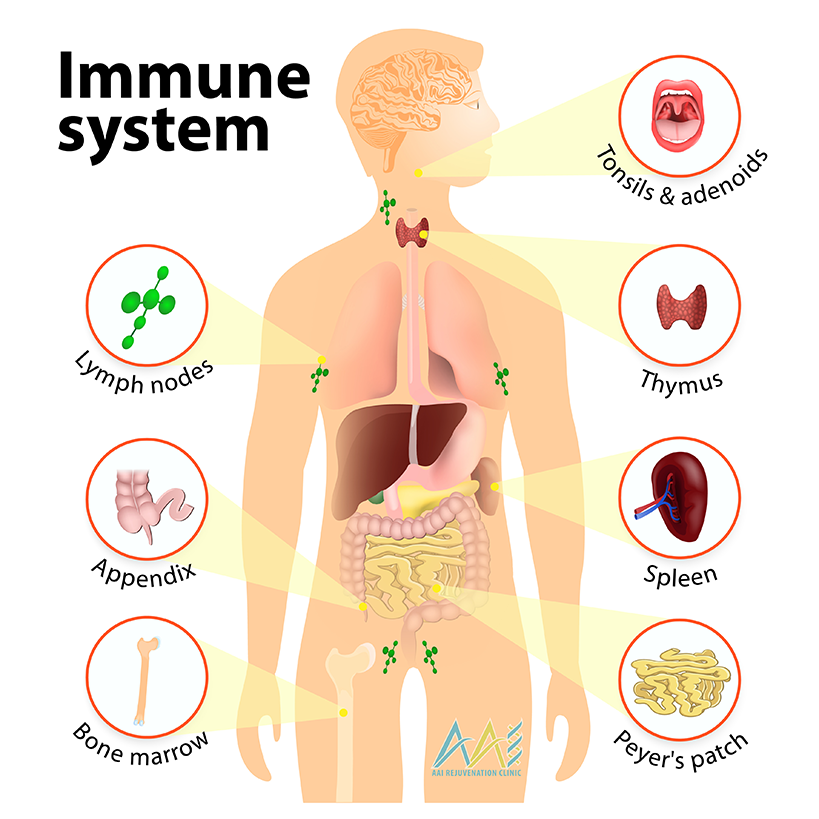 Strengthen Immune System, More Than Just Hormone Therapy